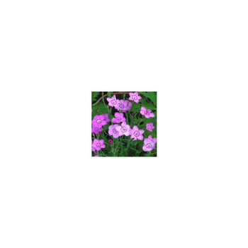 Visuel 1 du produit Dianthus Deltoides - La barquette de 6 plants