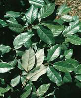 Visuel 1 du produit Elaeagnus Ebbingei ou Olivier de Bohême 100/125 cm