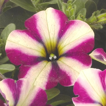 Visuel 1 du produit Pétunia pépi néon - Le pot de 1 litre