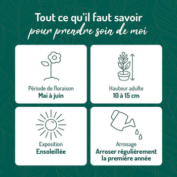 Visuel 1 du produit Potentille jaune - Le pot de 9 x 9 cm