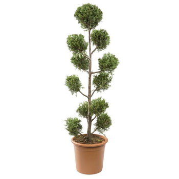 Visuel 1 du produit Cyprès de Leyland Pompon (CUPRESSOCYPARIS PYRAMIDALIS) H120 cm, pot 14 L