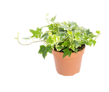 Visuel 1 du produit Lierre panaché multicolore. Le pot Ø 15 cm