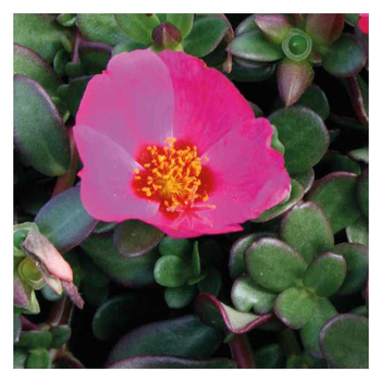 Visuel 1 du produit Pourpier Samba violet - Le pot de 9 x 9 cm