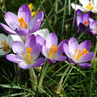 Visuel 1 du produit Crocus - Le panier déco