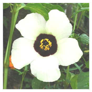 Visuel 1 du produit Hibiscus Sabdariffa - Le pot de 3 litres