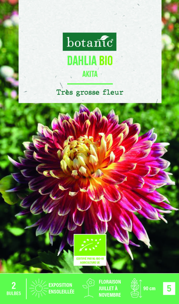 Visuel 1 du produit Bulbes de fleurs Dahlia décoratif Akita bio botanic® - 2 bulbes