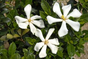 Visuel 1 du produit Gardénia jasminoides Pinwheel PIIGA-I blanc. Le pot de 3,5 litres