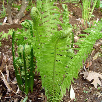 Visuel 1 du produit Fougère Matteucia Struthiopteris - Le pot de 2 litres