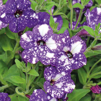 Visuel 1 du produit Pétunia à massifs bleu nuit - Le pot de 9 x 9 cm