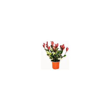 Visuel 1 du produit Photinia Red Robin - Le pot de 10 cm