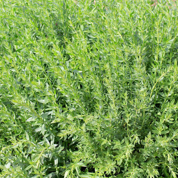 Visuel 1 du produit Hysope Officinale Bio - Le pot de 1 litre