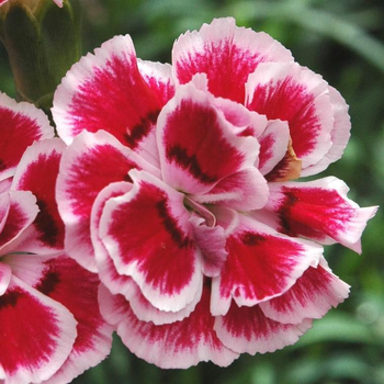 Visuel 1 du produit Oeillet Olympique - Le pot de 2,5 litres