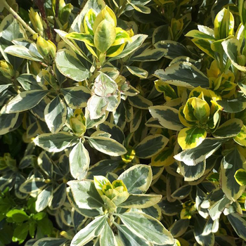 Visuel 1 du produit Euonymus Japonicus Bravo vert ¼ Tige en pot de 9 L