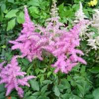 Visuel 1 du produit Astilbe - Avec cache pot