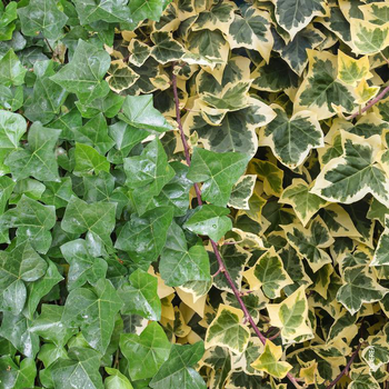 Visuel 1 du produit Hedera Duo - Le pot de 1 litre