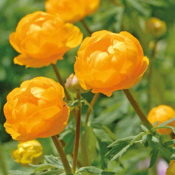 Visuel 1 du produit Trolle jaune-Orange - Le pot de 9 x 9 cm