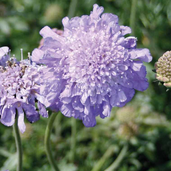 Visuel 1 du produit Scabieuse du Caucase bleue - Le pot de 9 x 9 cm