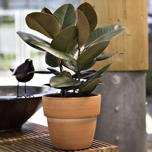 Visuel 1 du produit Ficus Elastica. Le pot de Ø 12 x H 40 cm