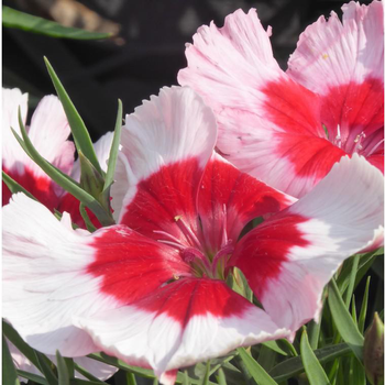 Visuel 1 du produit Œillet de Chine multicolore. La jardinière de 40 cm