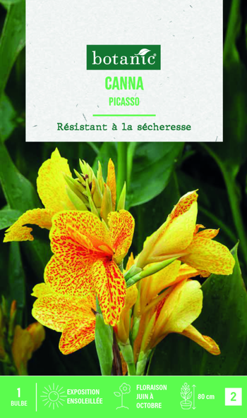 Visuel 1 du produit Bulbe de fleurs Canna Indica Picasso botanic® - 1 bulbe