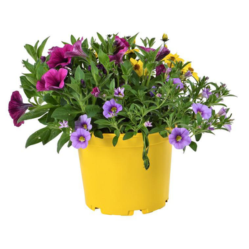 Visuel 1 du produit Mélange confetti - Le pot de 4 litres