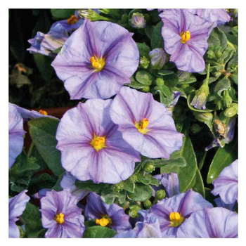 Visuel 1 du produit Solanum rantonetti bleu - Le pot de 9 x 9 cm