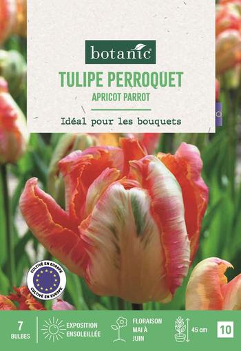 Visuel 1 du produit Tulipe per. Apricot parrot X7