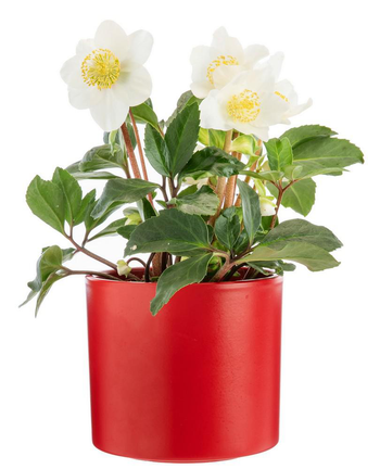 Visuel 1 du produit Hellébore cache-pot céramique rouge - Ø 13,5 cm