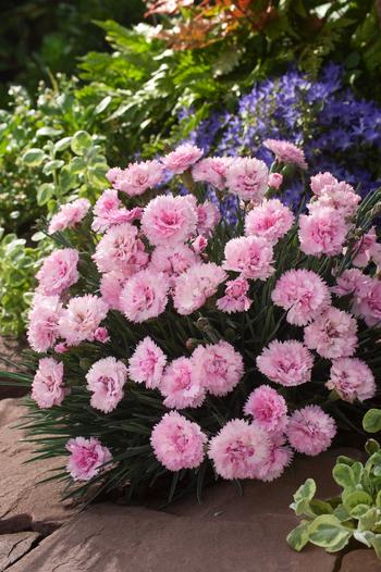 Visuel 1 du produit Œillet mignardise CANDY FLOSS - Le pot de 2 litres