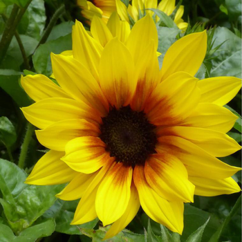 Visuel 1 du produit Tournesol Vivace - Le pot de 3 litres