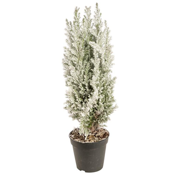 Visuel 1 du produit Elwoodii enneigé - Le pot de 10.5 cm