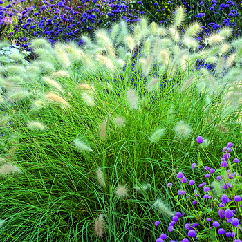Visuel 1 du produit Pennisetum villosum vert botanic®. Le pot de 2 litres