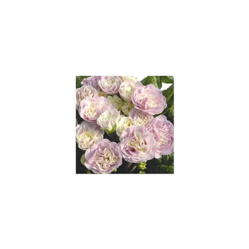Visuel 1 du produit Primula Belarina Pink Champagne - Le pot de 1 litre
