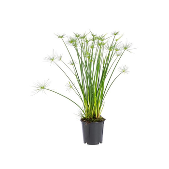 Visuel 1 du produit Cyperus Haspan pot Ø14xH55 cm