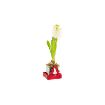 Visuel 1 du produit Jacinthe X1 Pot Verre Bois rouge