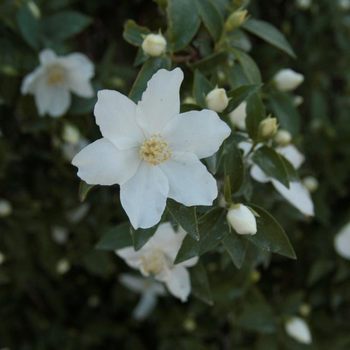 Visuel 1 du produit Seringat (Philadelphus Coronarius). Le pot de 4 litres