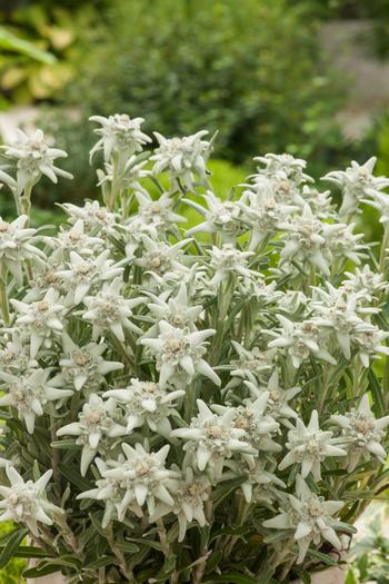 Visuel 1 du produit Edelweiss de L’Abbé Soulié ‘Alpina White’ - Le pot de 2 litres