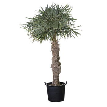 Visuel 1 du produit Palmier "Trachycarpus"