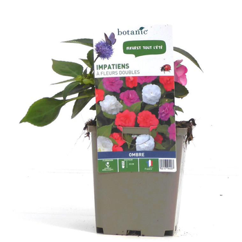 Visuel 1 du produit Impatiens à fleurs doubles - Le pot de 9 x 9 cm