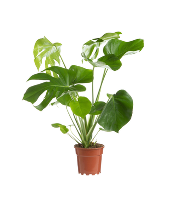Visuel 1 du produit Monstera vert. Le pot Ø 21 cm