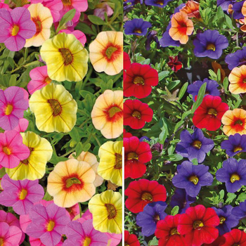 Visuel 1 du produit Calibrachoa duo - La barquette de 4 plants