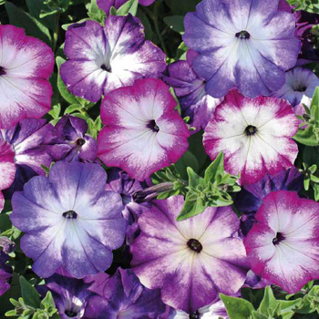 Visuel 1 du produit Pétunia à fleurs bordées - Le pot de 9 x 9 cm