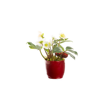 Visuel 1 du produit Hellebore Pot Ceramique rouge