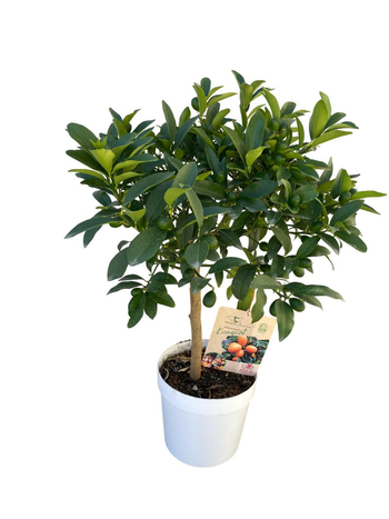 Visuel 1 du produit Kumquat Fukushu (Obovata) 1/4 tige coloris orange - 5 L