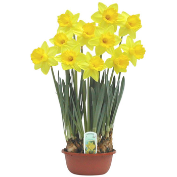 Visuel 1 du produit Narcisse - La coupe de 16 cm
