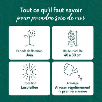 Visuel 1 du produit Santoline Dorée - Le pot de 9 x 9 cm