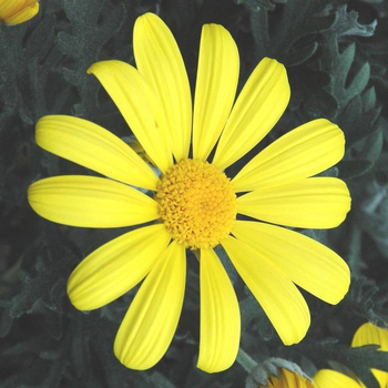 Visuel 1 du produit Euryops Pectinatus Touffe - Le pot de 25 cm