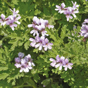 Visuel 1 du produit Pelargonium Citronnelle - Le pot de 9 cm