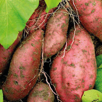 Visuel 1 du produit Patate Douce Beauregard Bio. Le pot de 1 litre