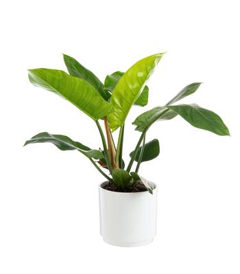 Visuel 1 du produit Philodendron Imperial Green botanic®. Le pot de Ø 21 cm